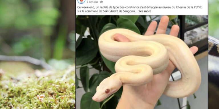 &lsquo;Ne pas paniquer!&rsquo; Les habitants d&rsquo;une commune du sud de la France avertis de la présence d&rsquo;un boa constrictor en liberté