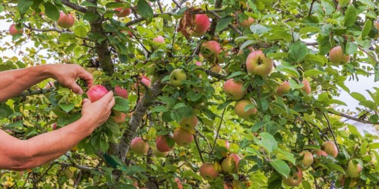 Peut-on cueillir des fruits gratuitement en France ?