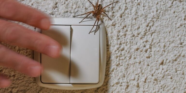 Saison des araignées : quelles espèces sont les plus présentes dans les foyers français ?