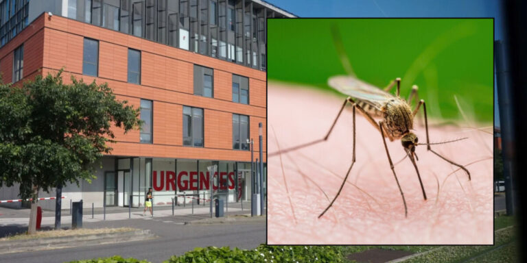 Un Britannique gravement malade du virus du Nil occidental en France