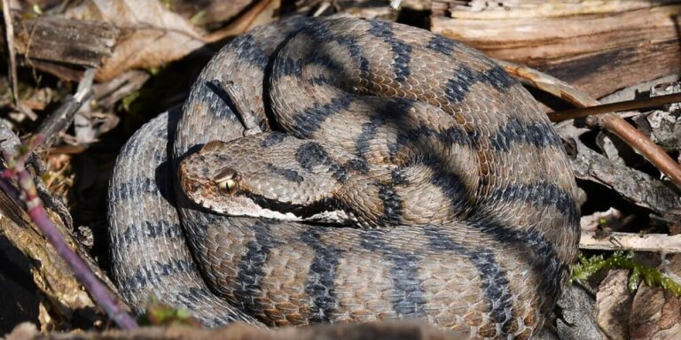 Un randonneur secouru par hélicoptère après une morsure de serpent dans les Pyrénées françaises