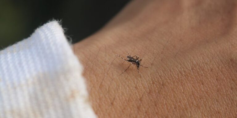 Augmentation des cas de virus du Nil occidental signalés dans le sud-est de la France