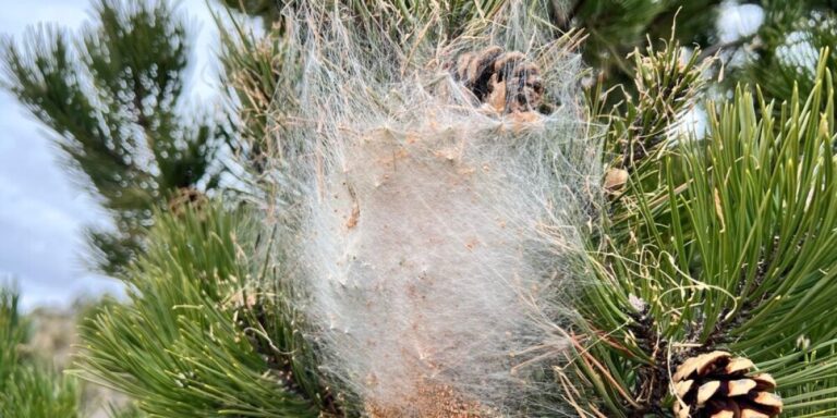 Chenilles processionnaires du pin bientôt attendues dans certaines régions de France : protégez votre jardin et vos animaux
