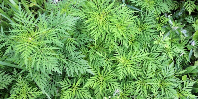 Cinq plantes envahissantes « extraterrestres vertes notoires » que vous pouvez trouver en France