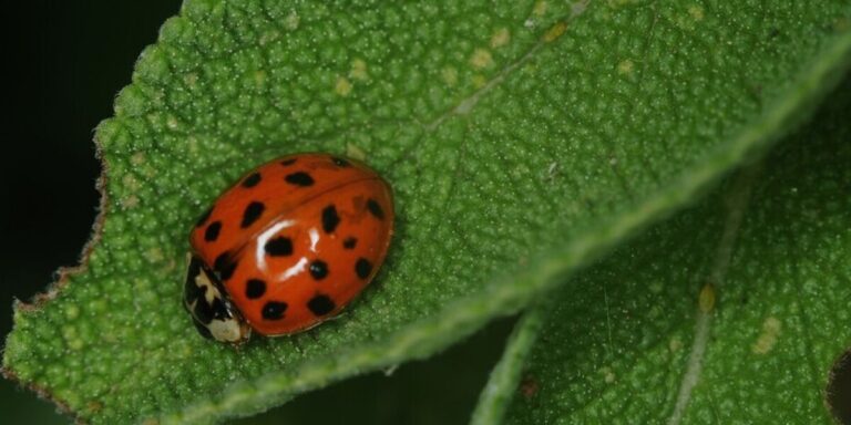Coccinelles asiatiques en France : comment les éloigner de chez vous