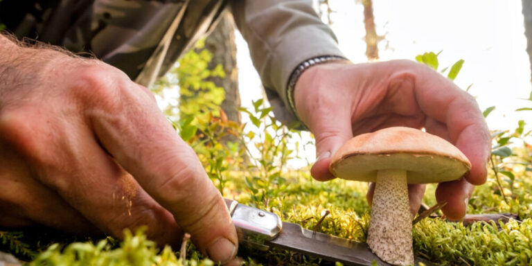 Comment profiter de la saison de la chasse aux champignons en France