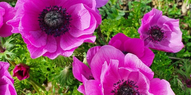 Comment utiliser la couleur dans le jardin