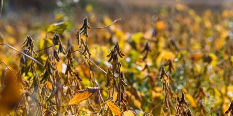 Des scientifiques français s&rsquo;inquiètent du fait que les deux tiers des nappes phréatiques sont à des niveaux inférieurs à la moyenne