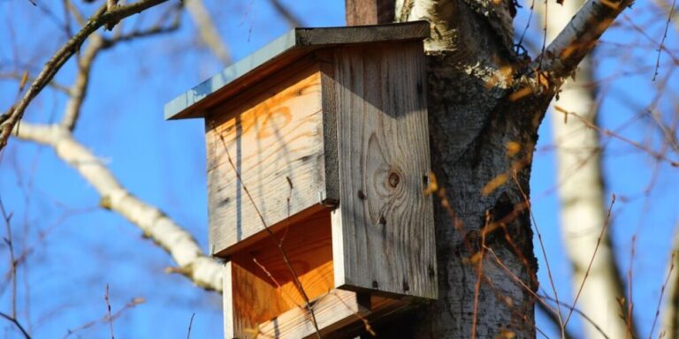 La banlieue parisienne installe des « boîtes à chauves-souris » pour lutter contre les moustiques tigres