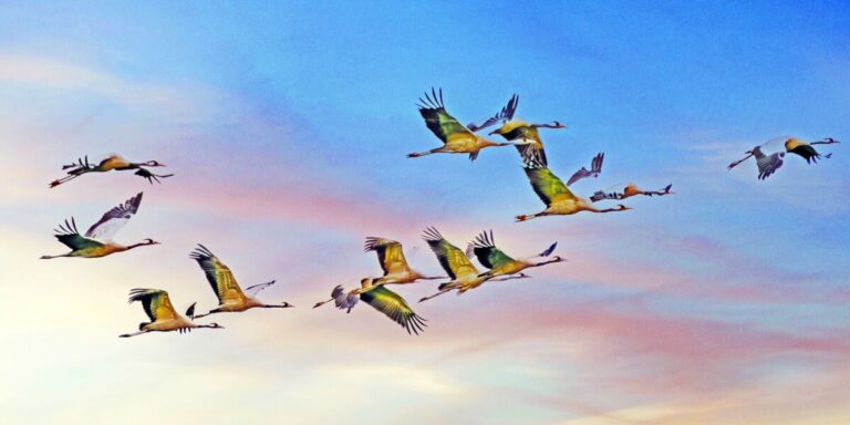 La migration des grues qui marque le changement des saisons en France