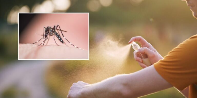 Les efforts de lutte contre le moustique tigre à l’aide d’insectes stérilisés se multiplient en France
