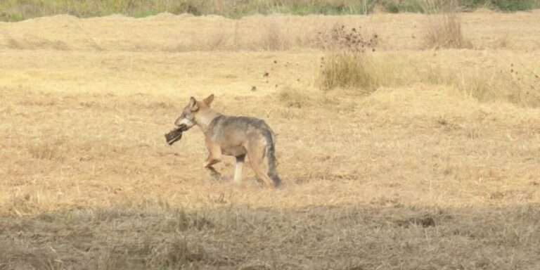 Photo : loup aperçu près de Saint-Tropez