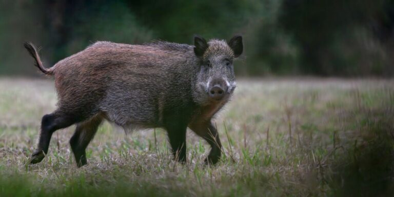 Plus d&rsquo;un million de sangliers tués lors de la dernière saison de chasse en France