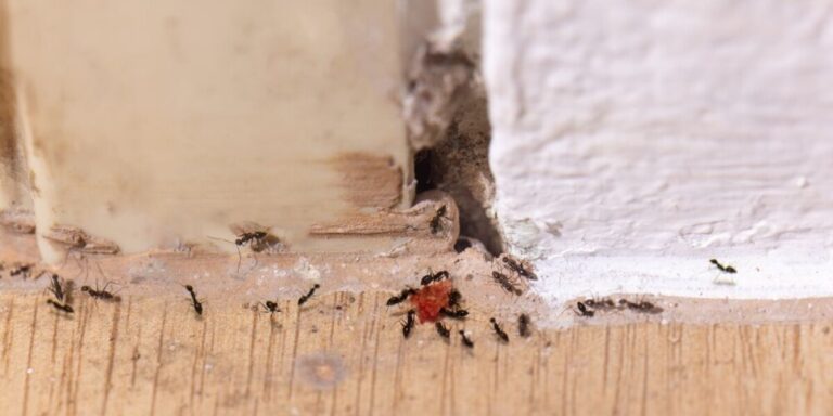Que puis-je faire en cas d&rsquo;infestation de fourmis dans ma propriété ?