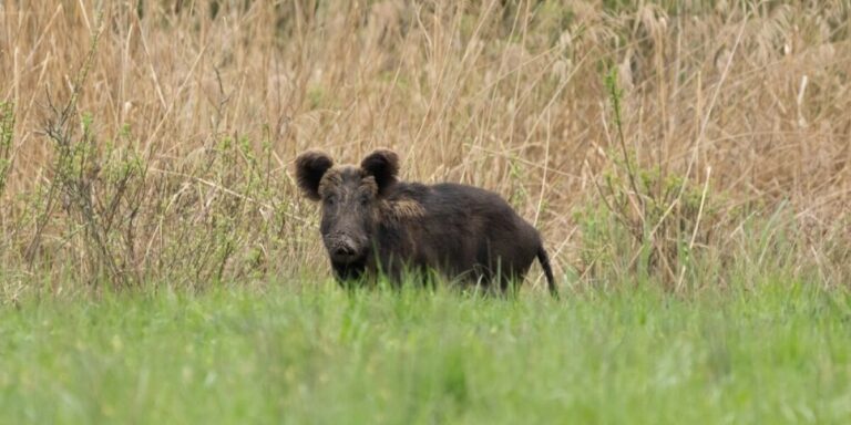 Un village français autorise la chasse nocturne au sanglier