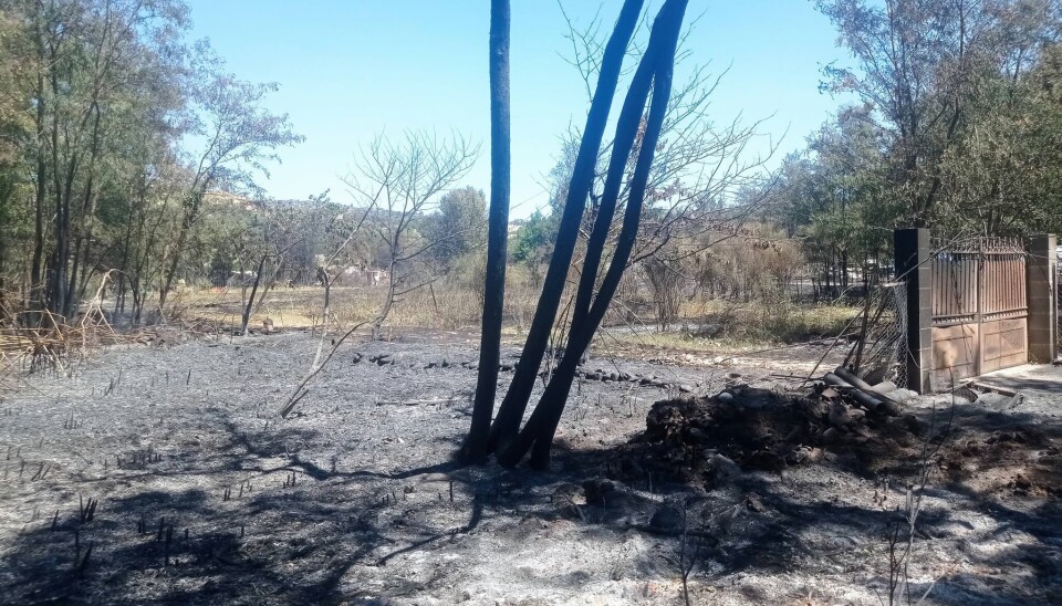Arbres brûlés et sol couvert de cendres dans une clairière après un incendie de forêt