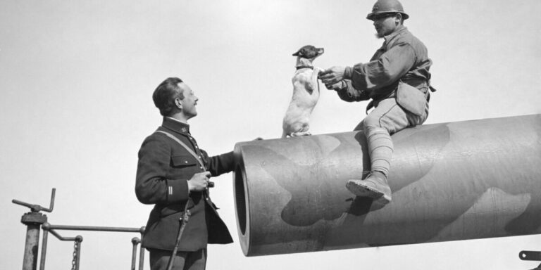Une exposition sur la Première Guerre mondiale révèle comment les animaux de compagnie apportaient du réconfort dans les tranchées françaises